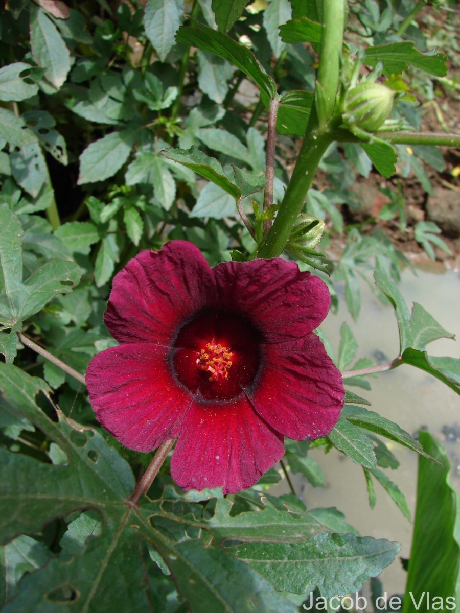 Hibiscus radiatus Cav.